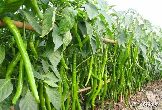 辣椒为什么会有青枯病,治疗辣椒青枯病的最好药方