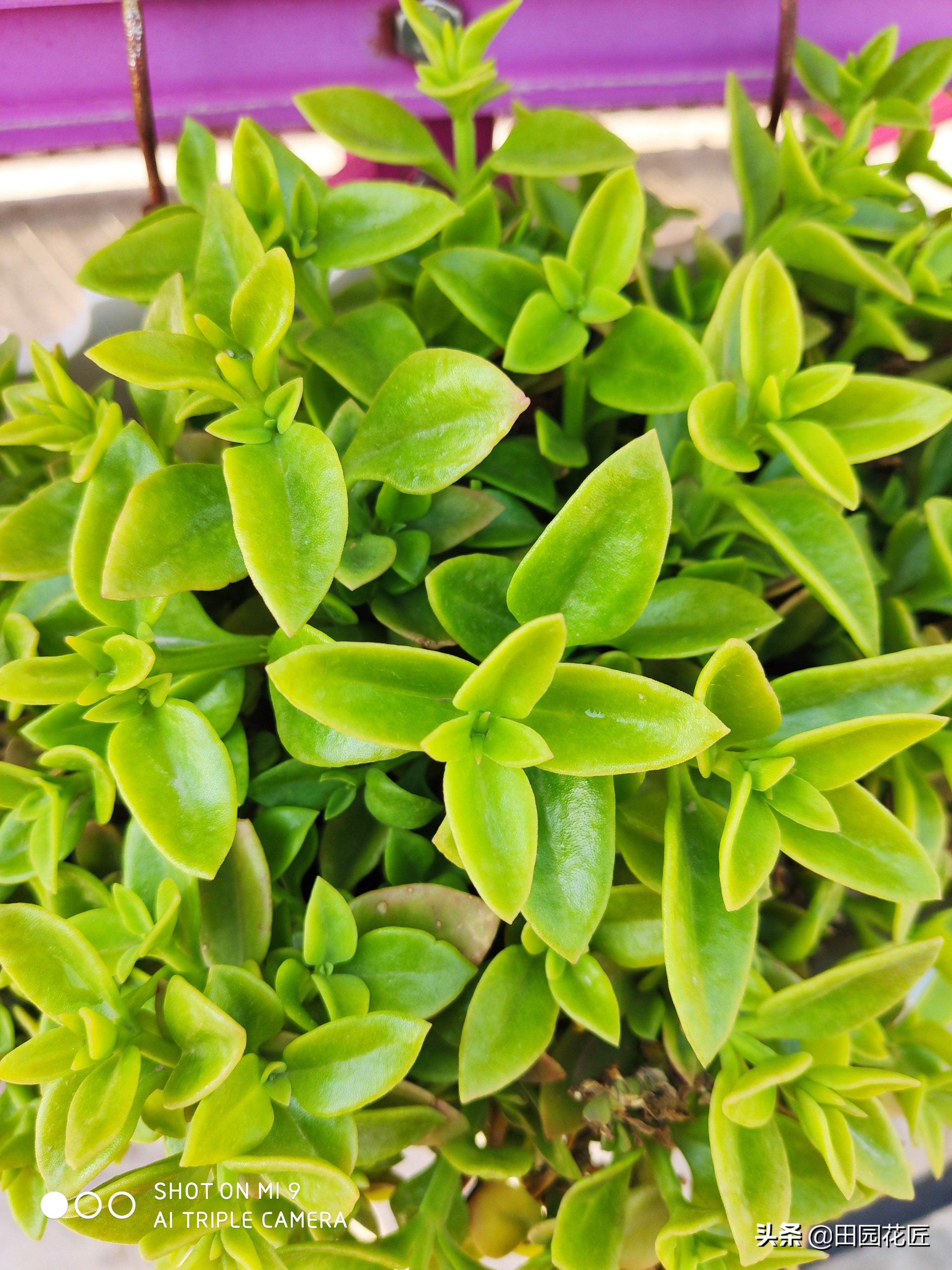 牡丹吊兰叶片黄？听听养殖老手的养殖经验分享，轻松找到黄化原因