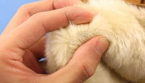 羊皮老化怎么处理,羊皮该怎么保管