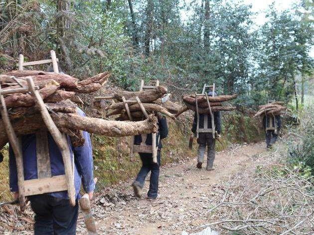 葛根：泰国禁止出口，日本返销中国，国内当它美食，网友：我不信