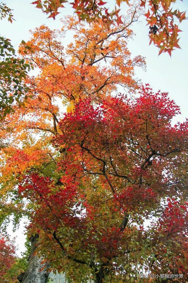 苏州秋季旅游攻略十大必去景点,11-12月份苏州旅游景点推荐