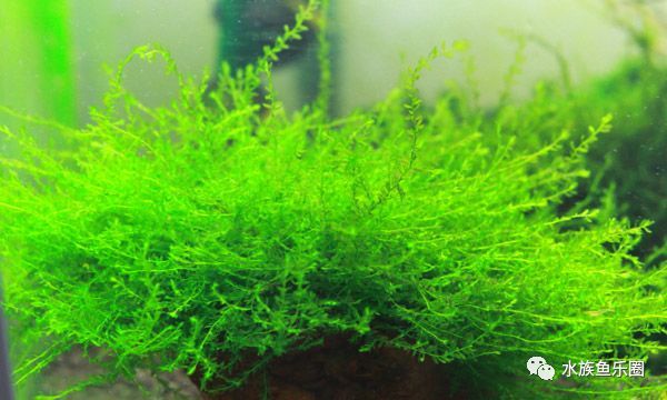 皇冠水草品种大全,亚马逊水草品种