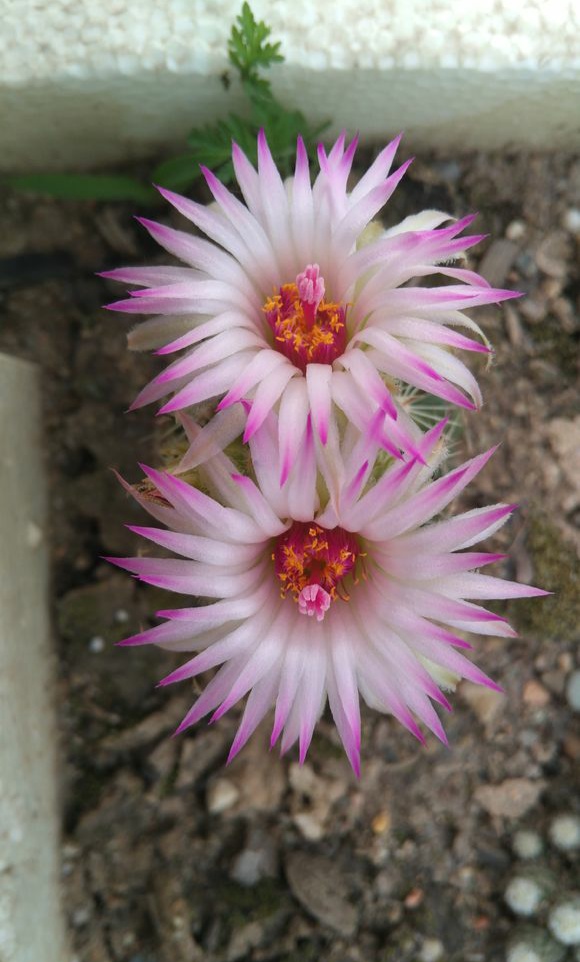 “常年丑貌君不问，一日花红万户惊”——仙人掌的产地及精品赏析