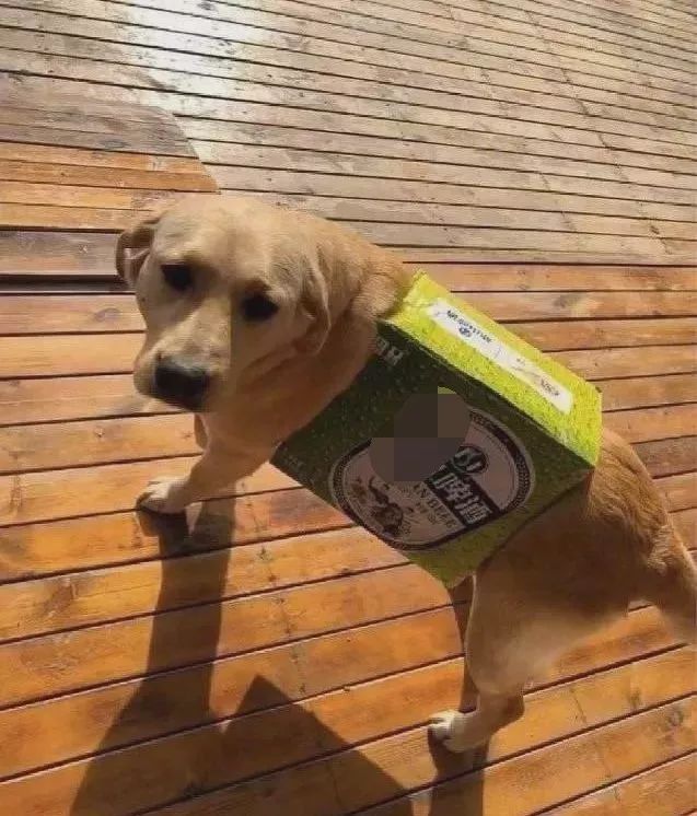 说好的给狗子买衣服呢？碰上不靠谱的铲屎官，狗子有苦难言