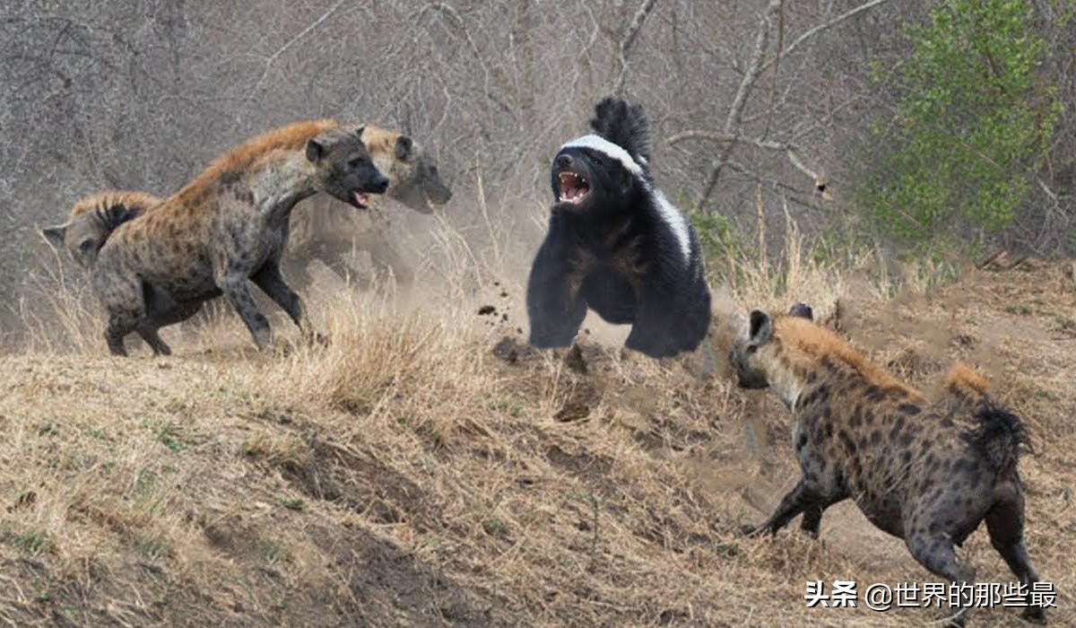 平头哥蜜獾和鬣狗,斑鬣狗对战蜜獾视频