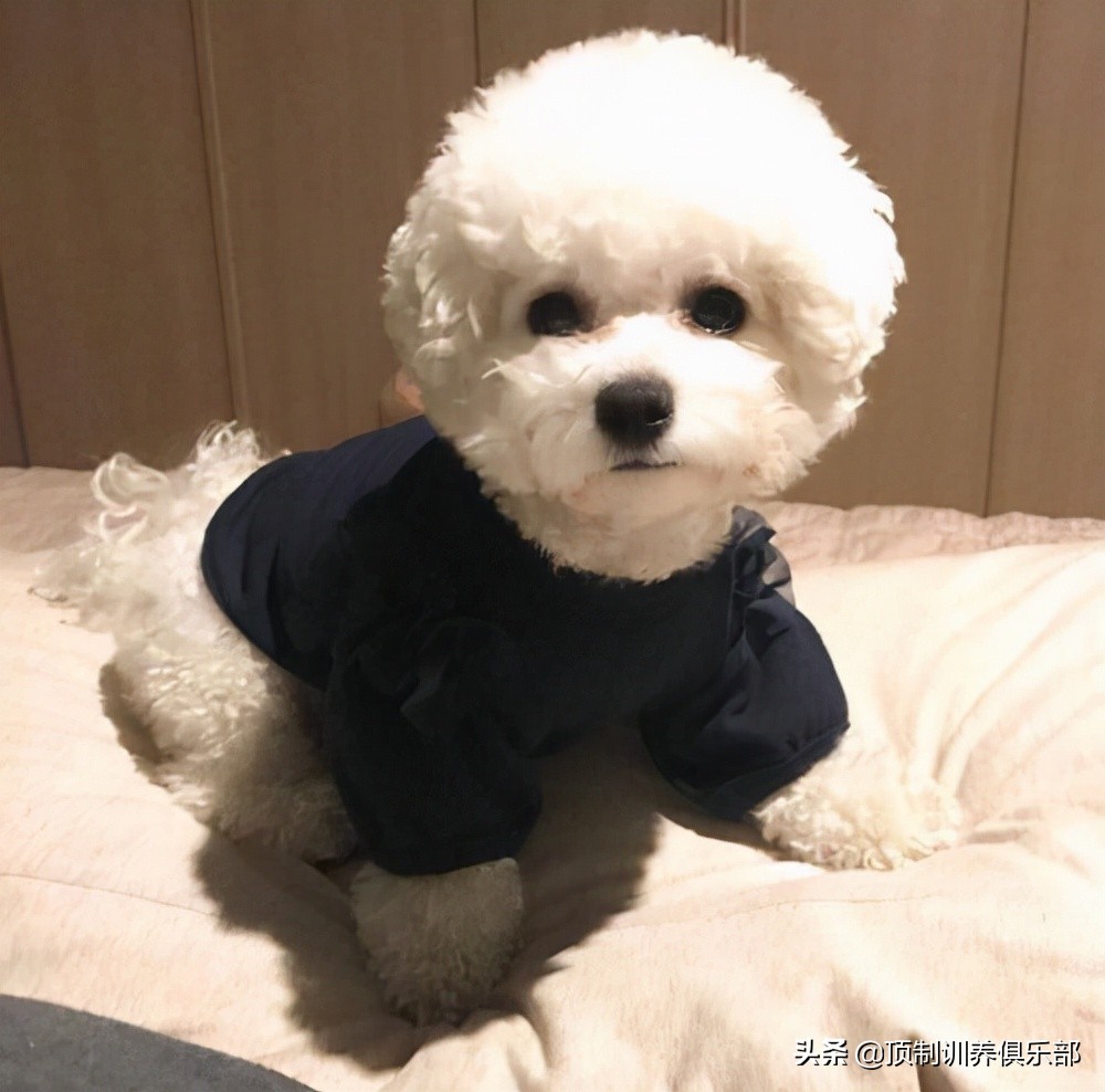 狗狗驱虫用药怎么用,狗狗驱虫怎么吃药