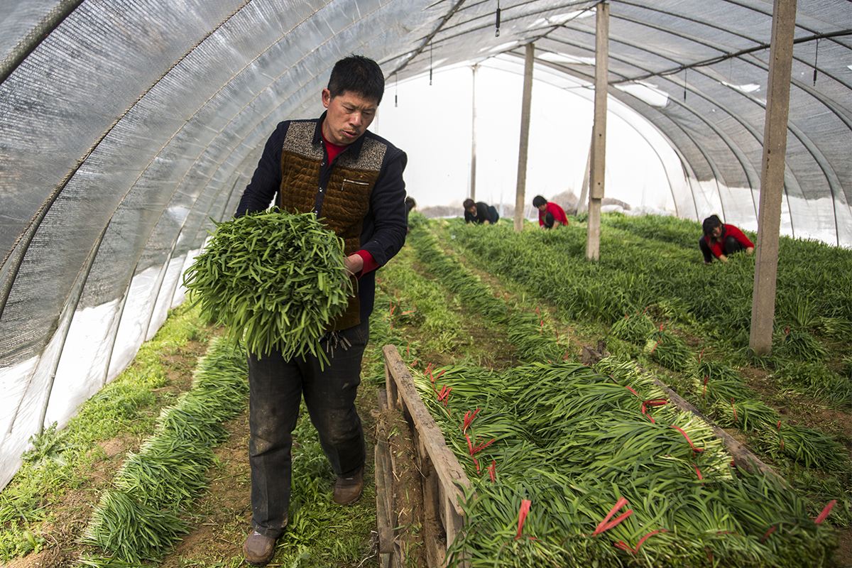 农村娶不上媳妇的光棍怎么办,农村光棍娶不上媳妇完整版