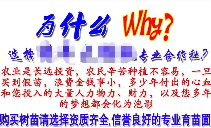 淘宝网店的宿迁神苗,宿迁神苗什么意思