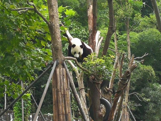 拼车去*藏西**，看功夫熊猫都江堰，导游带进购物店，让躺在床上体验