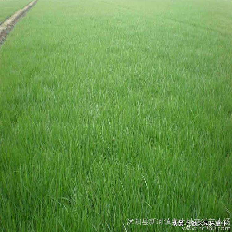 紫羊茅效果,紫羊茅在南方可以种植吗