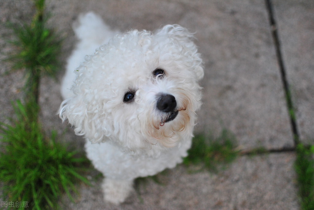 狗狗的饲养方法与技巧,合理饲养狗狗的十大准则