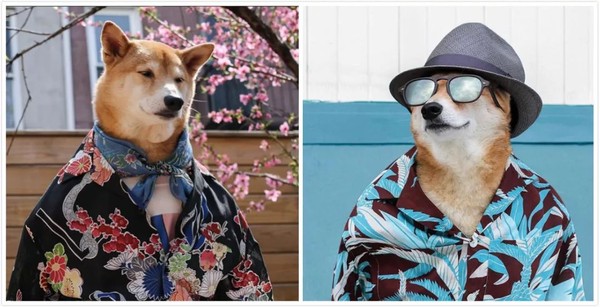 帅到各种时尚大牌求合作，它居然是条狗……你们信吗？