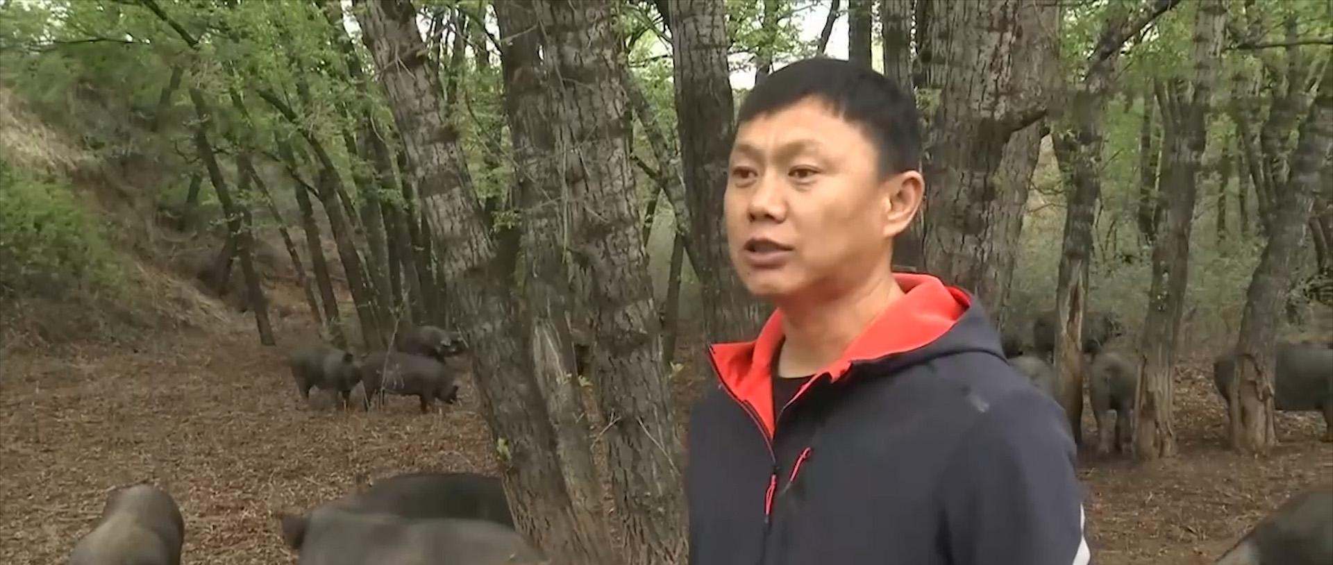 90后回村创业养生态跑山黑猪,退伍老兵回家养猪