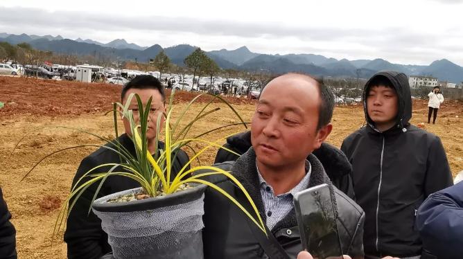 惠水第29届兰博会兰花获奖图片,惠水国际兰花展