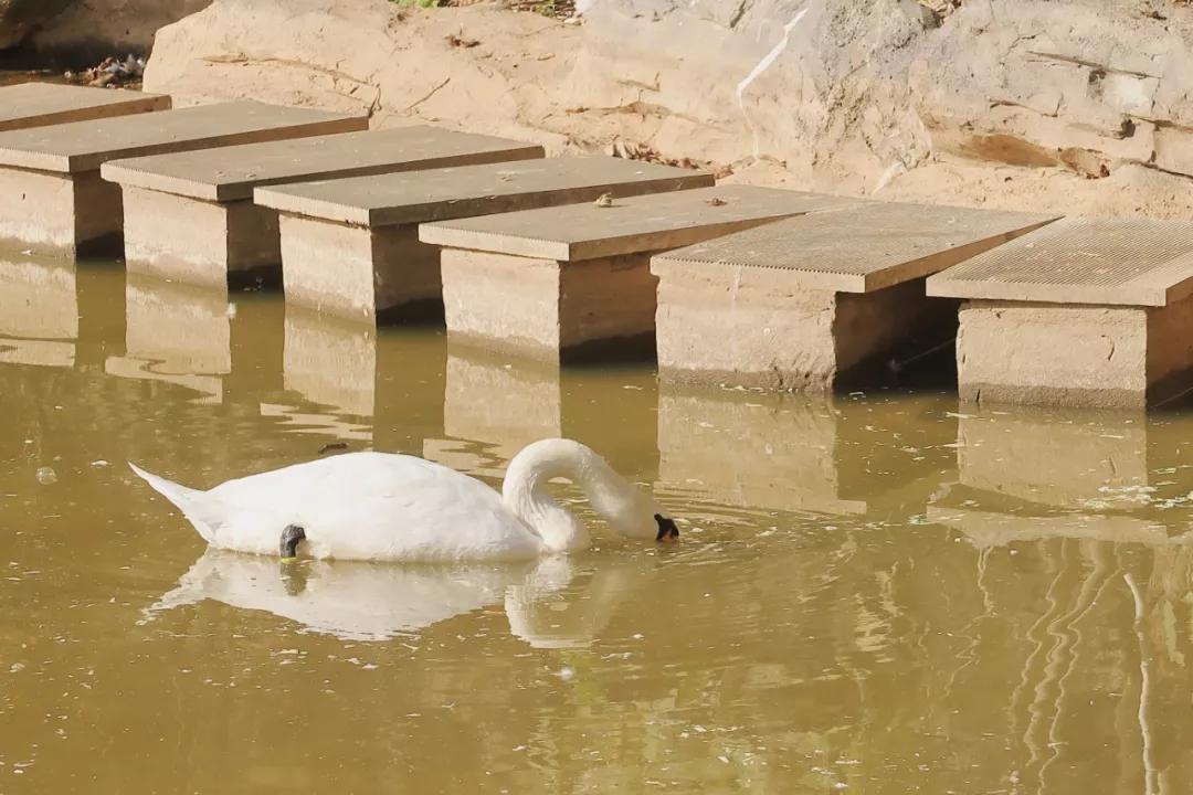 在动物园散步才是正经事|暴走福州