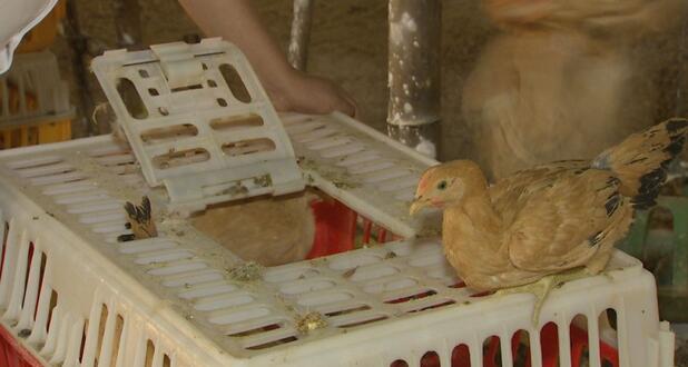 海归博士养土鸡,90后青年回家养土鸡