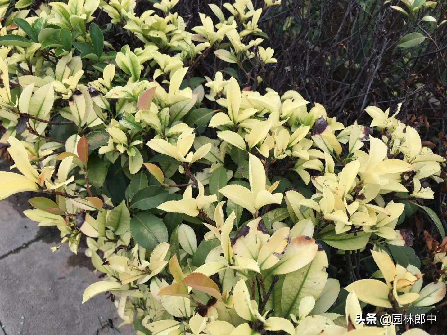 红叶石楠顶端叶片干枯是什么原因,移栽的红叶石楠发新芽后又干枯了