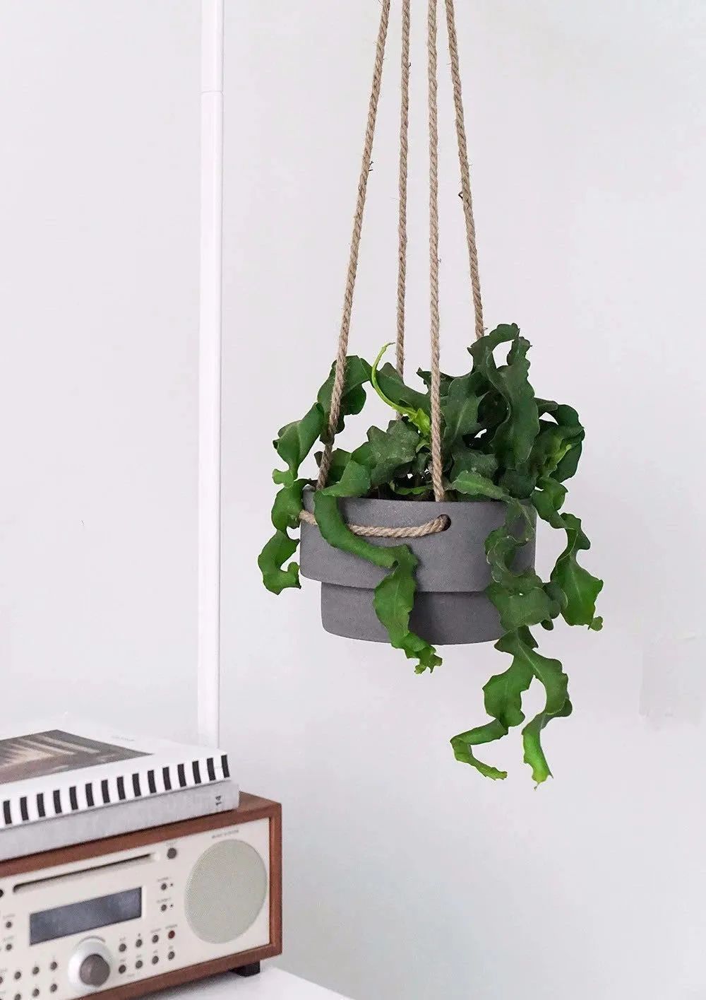 推荐4种垂吊花，不开花也好看，家里养几盆，呼呼长成绿窗帘