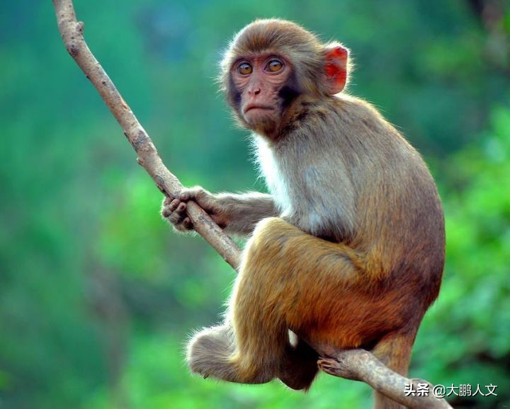 进化趣史（二）——我们是怎么变成这幅模样的