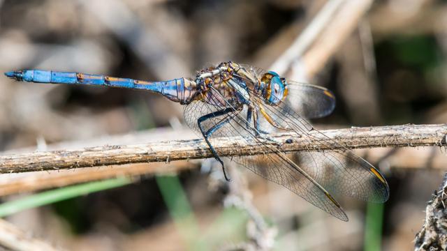 红蜻蜓蓝蜻蜓原唱,红蜻蜓散文作品鉴赏