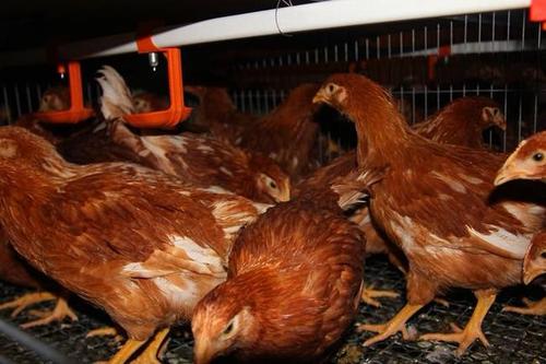 蛋鸡肠毒综合症用什么药,产蛋鸡肠毒综合症的症状和治疗