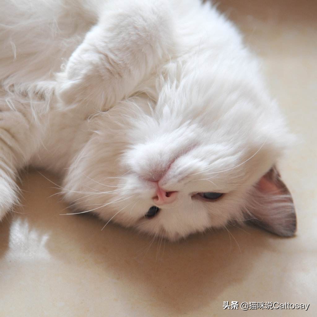 靠喂流浪猫,找到了老婆,创业也成功了!28岁北大小伙猫咪奇遇记