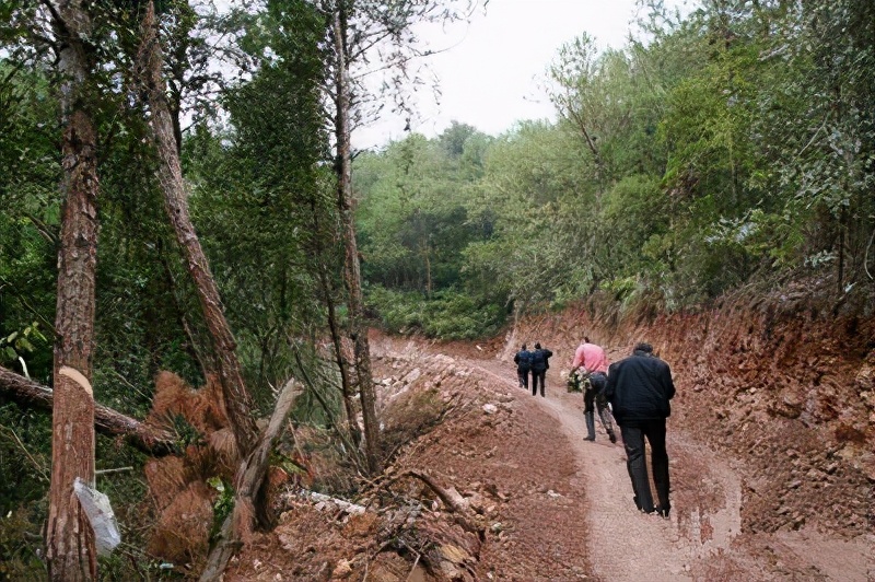 林场，我记忆的沟回