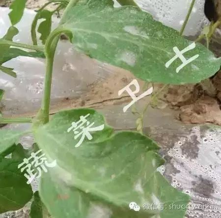 治番茄白粉病的药有哪些,番茄白粉病不想用药怎么办