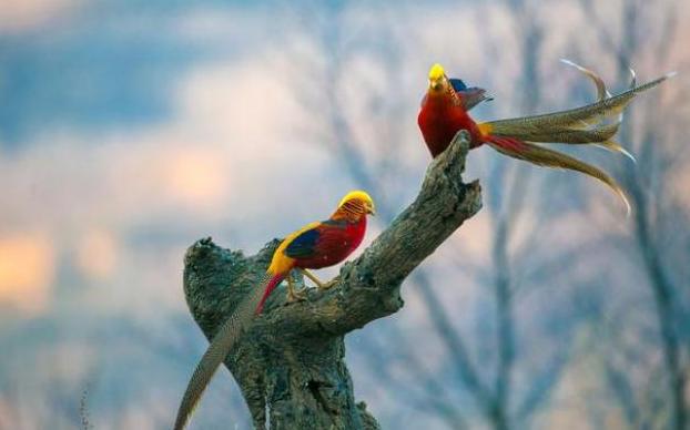 66岁大叔深山放羊发现金凤凰,老汉深山放羊发现金凤凰是什么