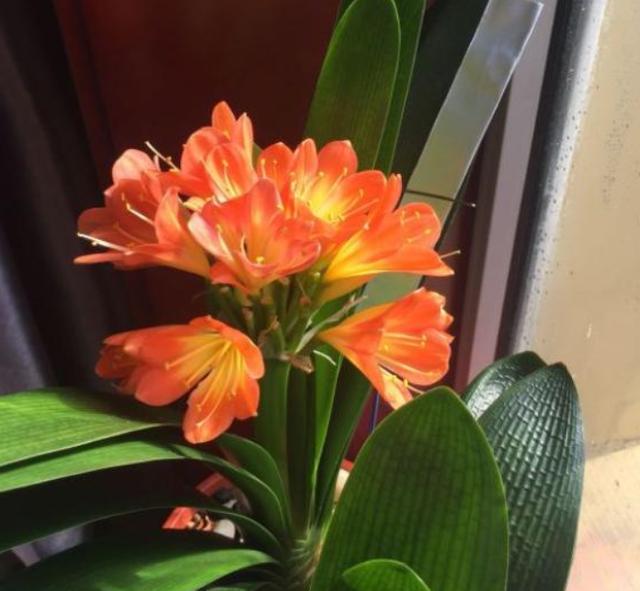 给君子兰施肥在浇水前还是浇水后,养君子兰要阶段性施肥