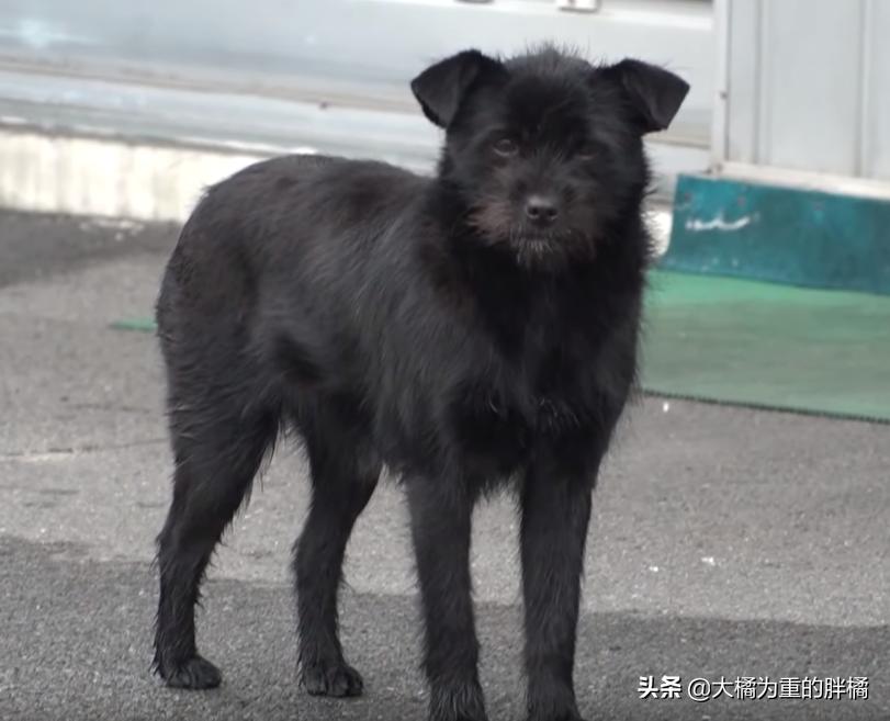 流浪狗每天到店里蹭吃的,流浪狗每天去超市讨食