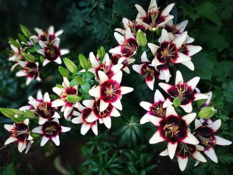 东北花园四季开花植物,北方一年四季都开花的花园