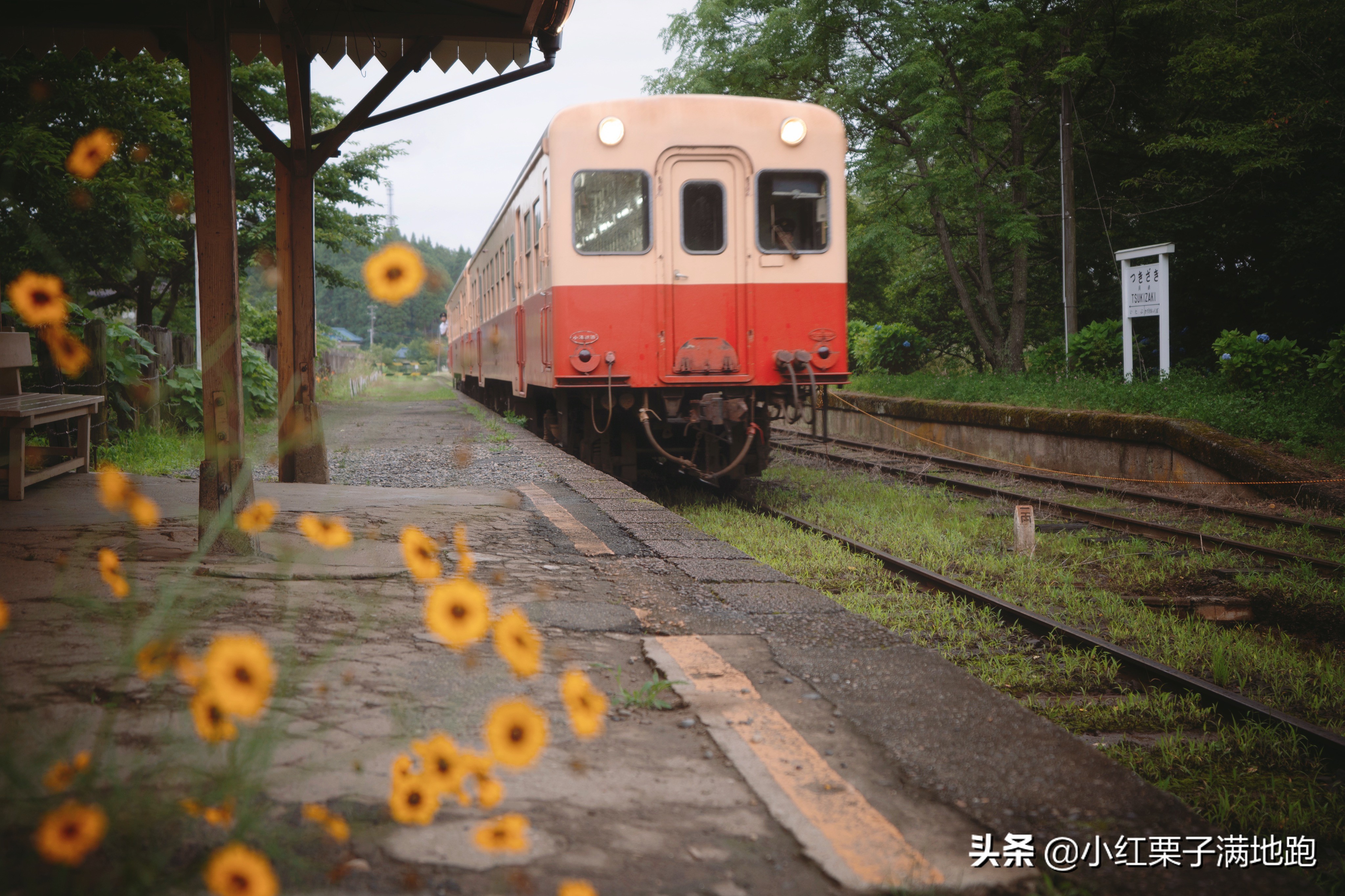千叶县紫阳花开，如何一边体验火车之旅一边拍摄铁道风景？