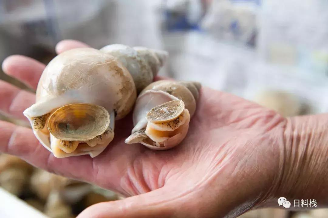 峨螺是什么,厚重峨螺