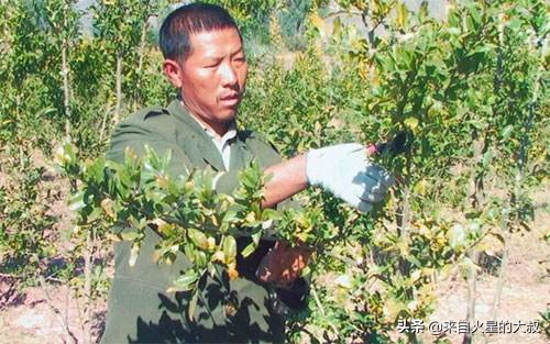 石榴的种植方法和栽培技术,石榴种植高产的原因有哪些