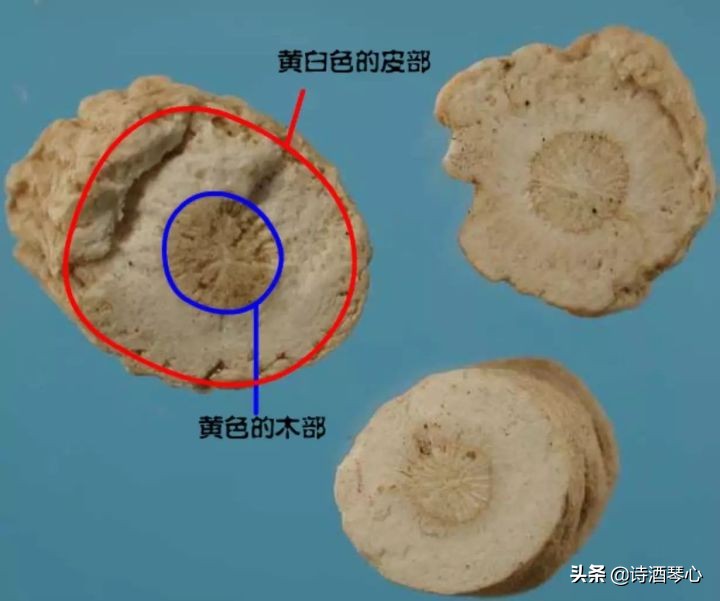 中药饮片板蓝根鉴别要点,抗病毒良药板蓝根