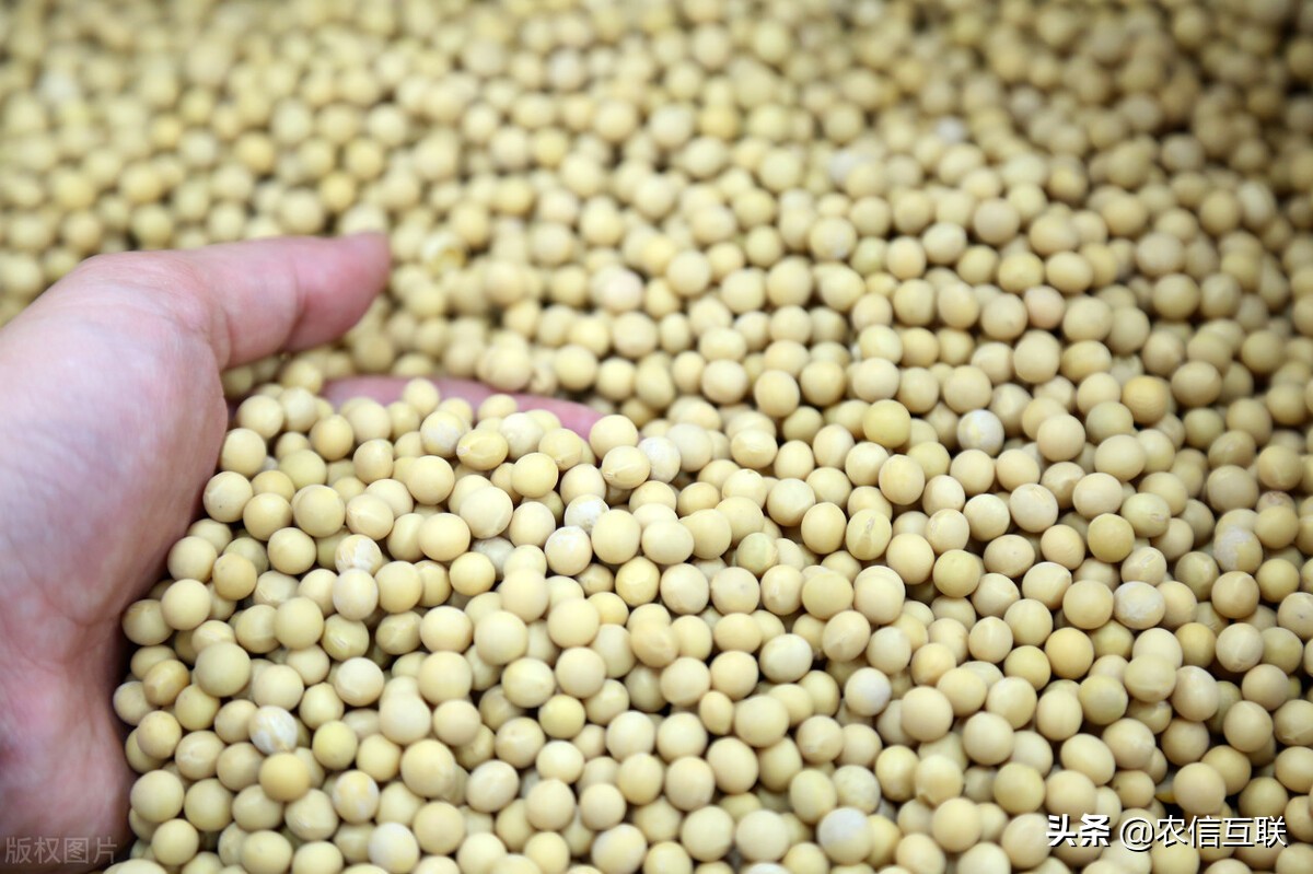 俄罗斯对中国出口大豆最新政策,从俄罗斯进口大豆需要交多少关税