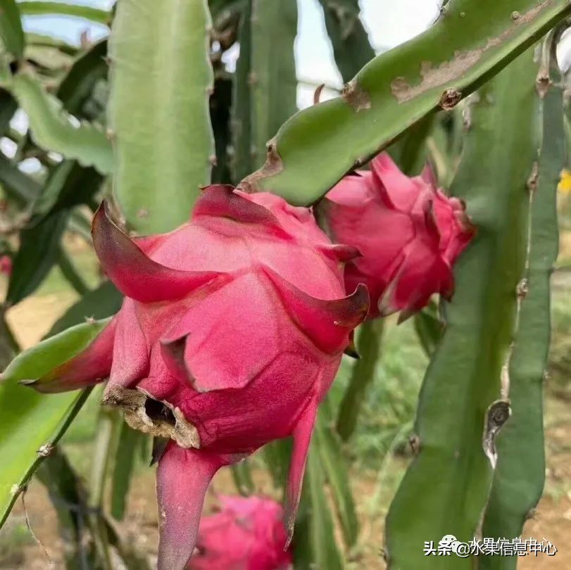 水果天堂：海南水果品种及上市时间表