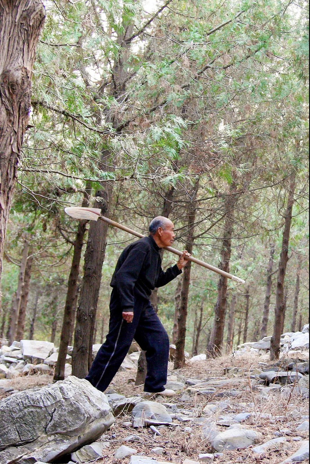 中国植树造林面积,中国植树造林成果国外有什么看法