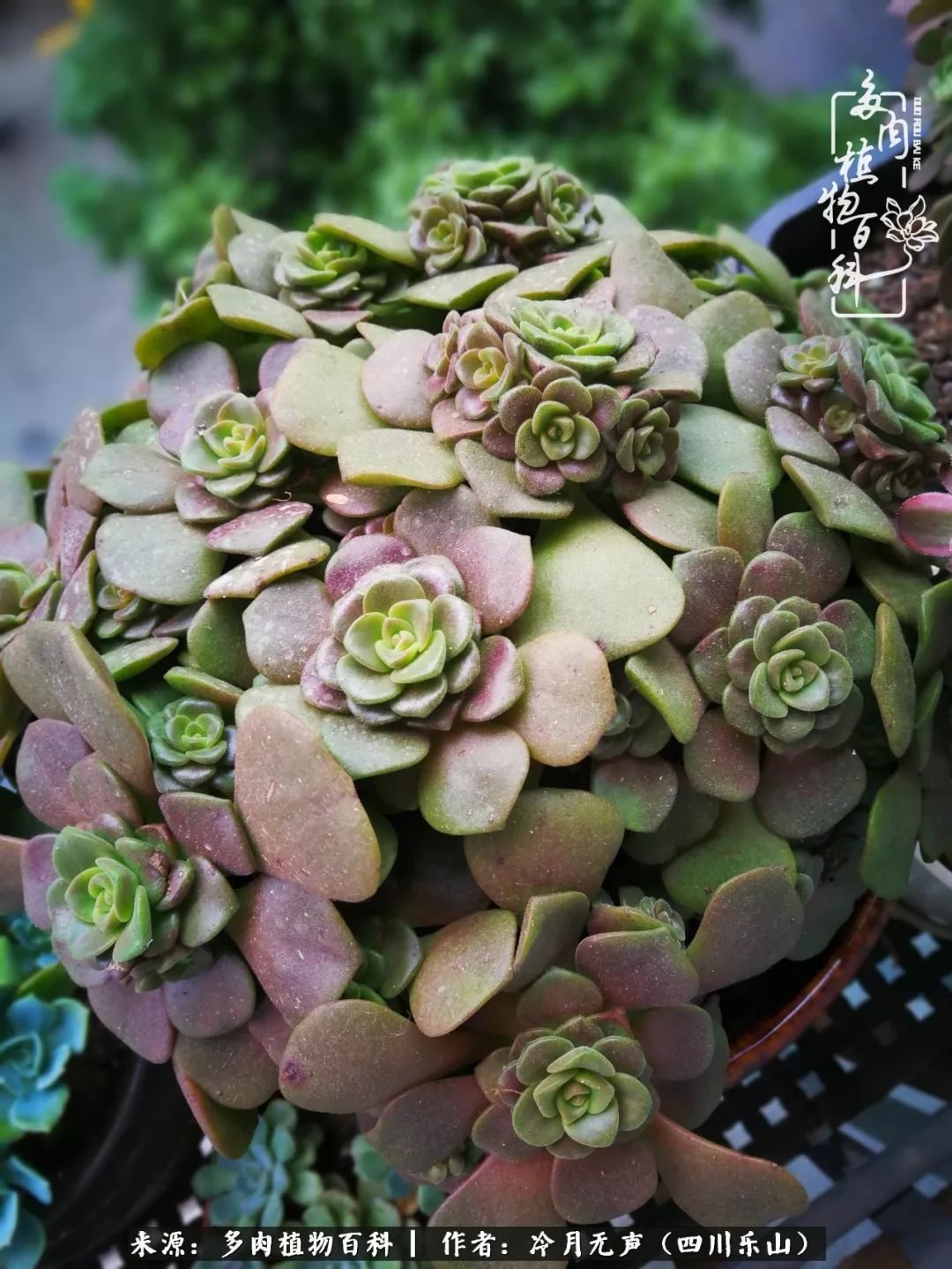 时光见证多肉故事,关于多肉的故事