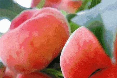 蟠桃是脆的还是软的,买蟠桃