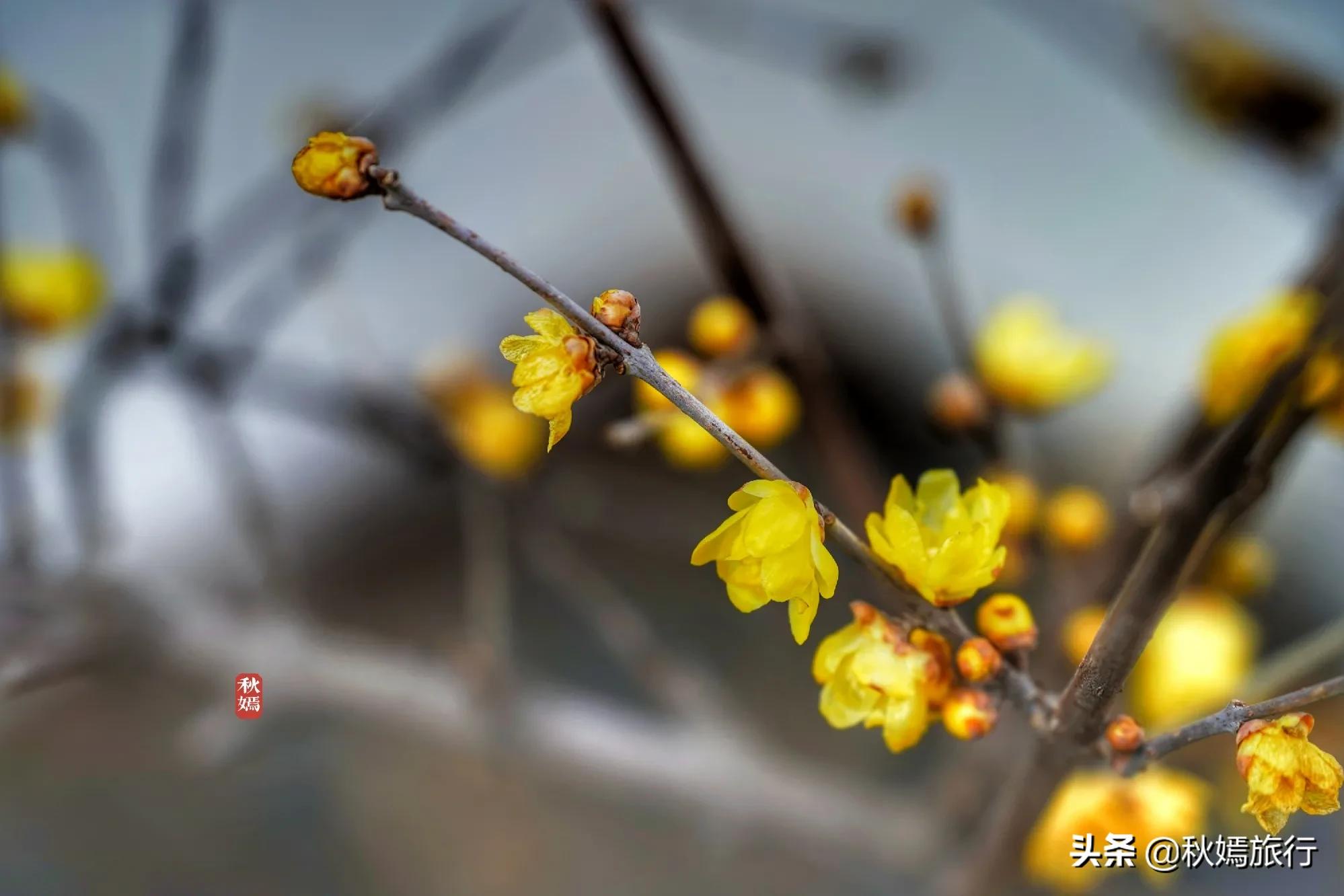 常熟茶室推荐,常熟一家雅致茶室