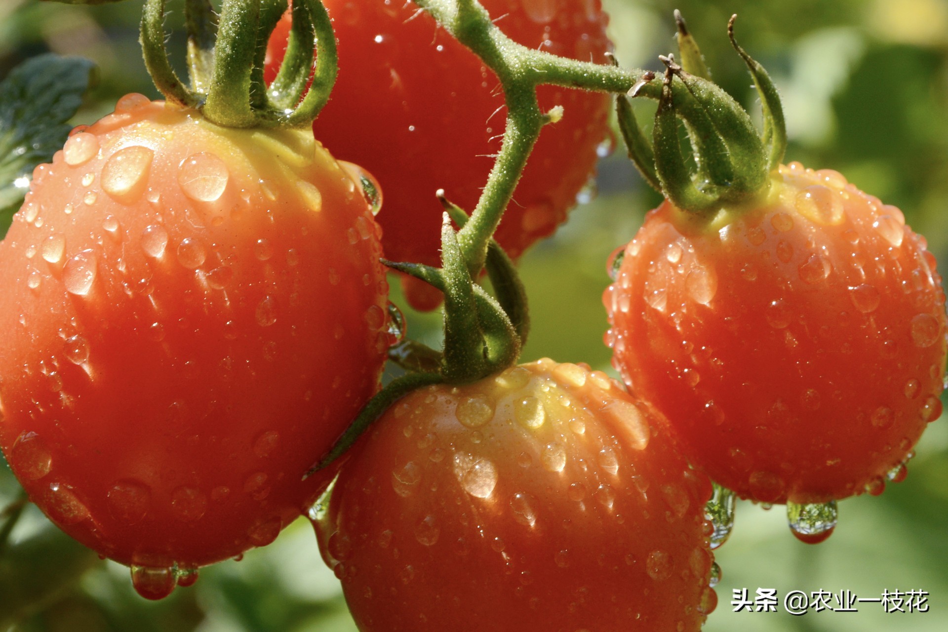 难缠的番茄叶霉病，防治有妙招