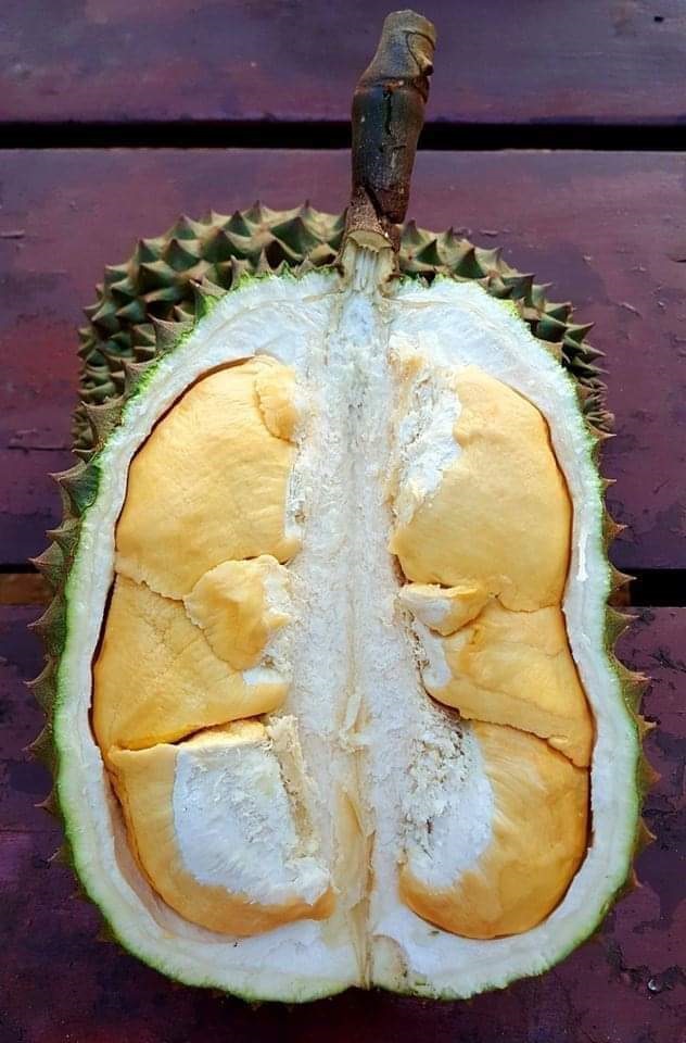 榴莲品种d13,泰国榴莲d197是什么品种