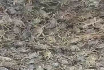 蟹类专题河蟹养殖如何选苗与放苗,怎么挑选好的河蟹蟹苗
