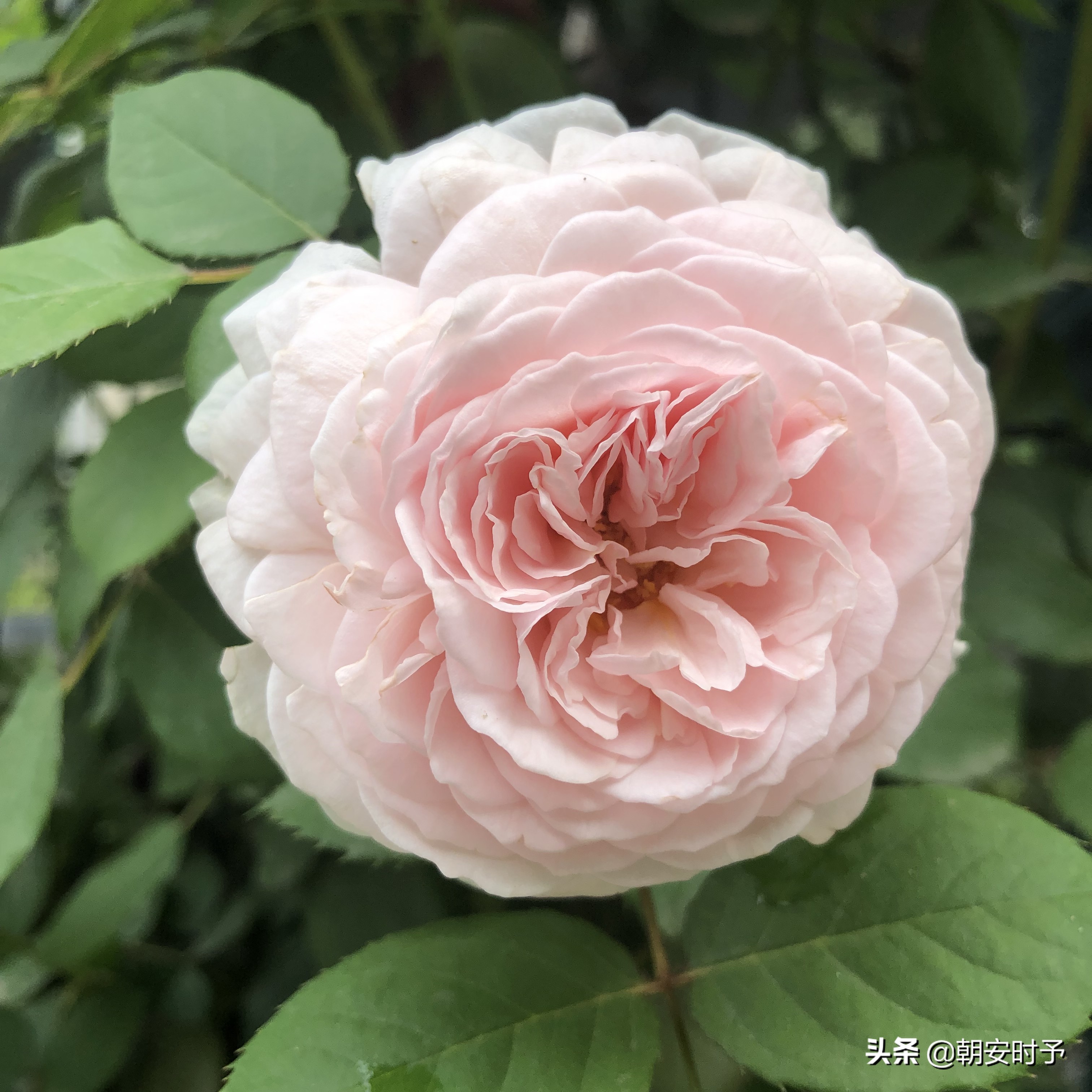 疫情中的武汉美景,大好河山武汉市