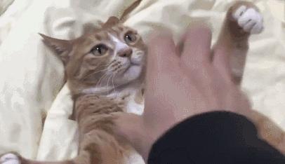 猫咪精力太旺盛还咬人怎么办,猫咪最近脾气暴躁咬人怎么办