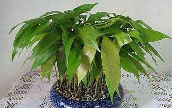 姘存灉鏋滄牳涓嶈鎵旂泦鏍界璧锋潵,涓夌姘存灉绫戒笉鑳芥斁鐩嗛噷