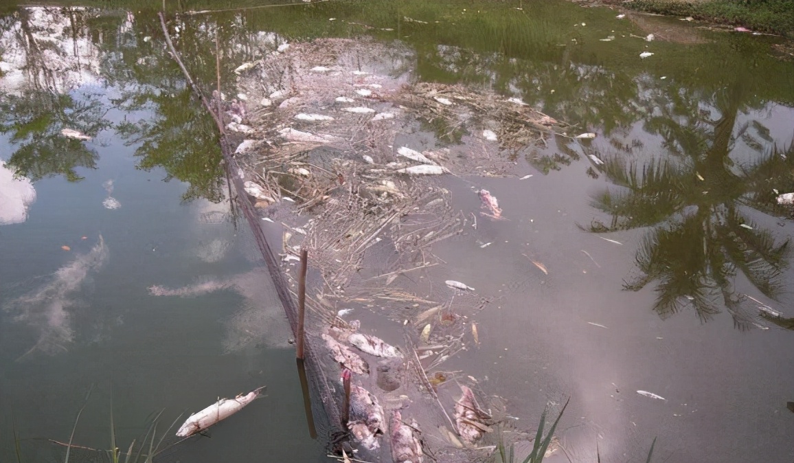 春天池塘死鱼怎么处理,池塘为什么会出现死鱼