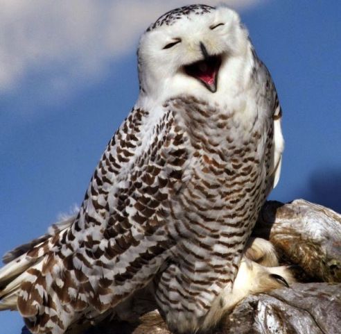 猫头鹰叫有科学依据吗,不怕猫头鹰叫就怕猫头鹰笑啥意思